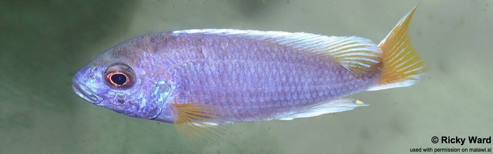 Pseudotropheus sp. 'acei' Chimwalani (Eccles) Reef