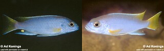 Pseudotropheus sp. 'acei'