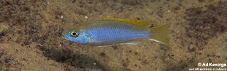 Pseudotropheus sp. 'acei' Dwangwa.jpg