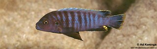 Pseudotropheus sp. 'aggressive grey' Maingano Island.jpg