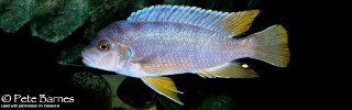 Pseudotropheus sp. 'aggressive yellow fin'