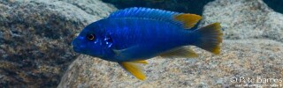 Pseudotropheus sp. 'aggressive yellow fin' Machili Island.jpg