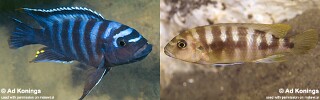 Pseudotropheus sp. 'crabro blue'