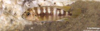 Pseudotropheus sp. 'crabro blue' Chitande Island.jpg