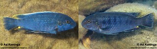 Pseudotropheus sp. 'lucerna blue mozambique'
