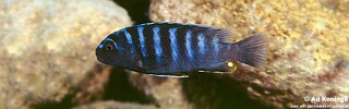Pseudotropheus sp. 'minutus tanzania' Lupingu.jpg