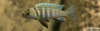 Pseudotropheus sp. 'perspicax likoma' Masimbwe Island.jpg