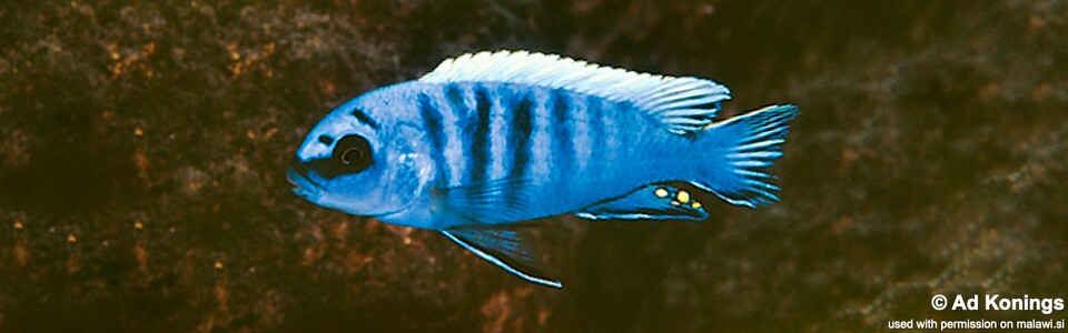 Pseudotropheus sp. 'perspicax tanzania' Thumbi Point