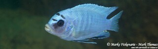 Pseudotropheus sp. 'perspicax tanzania' Mbamba Bay.jpg