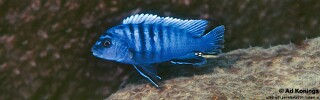 Pseudotropheus sp. 'perspicax tanzania' Njambe.jpg