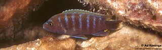 Pseudotropheus sp. 'thin stripe' Maingano Island.jpg