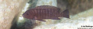 Pseudotropheus sp. 'aggressive grey' Masimbwe Island.jpg