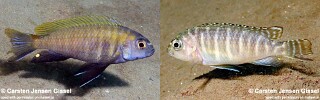Pseudotropheus sp. &#39;dwarf nkhata&#39; Nkhata Bay