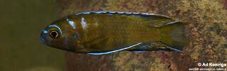 Pseudotropheus sp. &#39;elongatus makonde&#39; Makonde