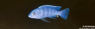 Pseudotropheus sp. &#39;kingsizei tumbi&#39; Tumbi Point
