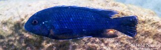 Pseudotropheus sp. 'lucerna blue mozambique' Border.jpg