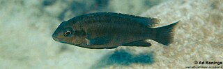 Pseudotropheus sp. &#39;lucerna north&#39; Lupingu