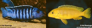 Pseudotropheus sp. &#39;ndumbi gold&#39; Ndumbi Rocks