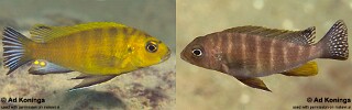 Pseudotropheus sp. &#39;perspicax hara&#39; Gallireya Reef