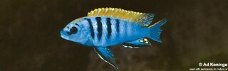 Pseudotropheus sp. 'perspicax tanzania' Puulu Island.jpg