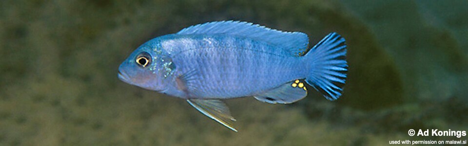 Pseudotropheus sp. 'socolofi nkolongwe' Nkolongwe