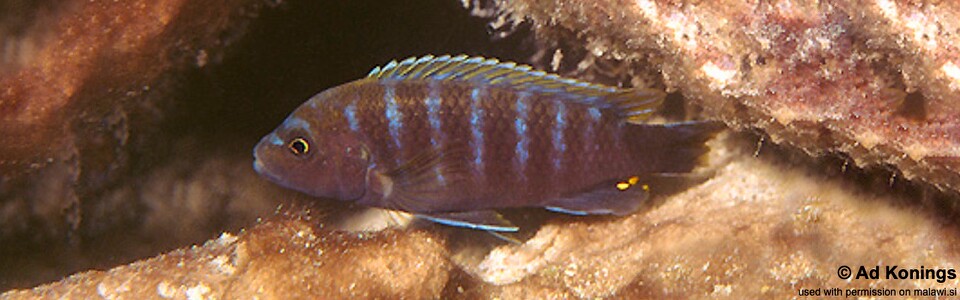 Pseudotropheus sp. 'thin stripe' Maingano Island