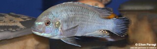 Pseudotropheus sp. 'williamsi makanjila' Mbenji Island.jpg