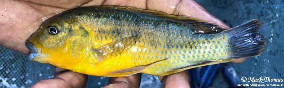 Pseudotropheus sp. 'williamsi north' (unknown locality)