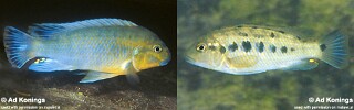 Pseudotropheus sp. 'williamsi north' Nkhata Bay.jpg