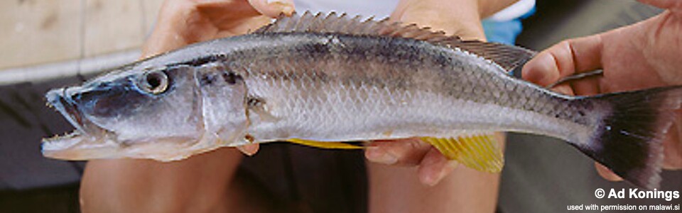 Rhamphochromis esox 'Narungu'