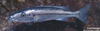 Rhamphochromis esox 'Taiwanee Reef'.jpg