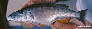 Rhamphochromis ferox 'South East Arm'.jpg