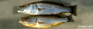 Rhamphochromis lucius 'Cape Maclear'.jpg