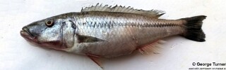 Rhamphochromis lucius.jpg