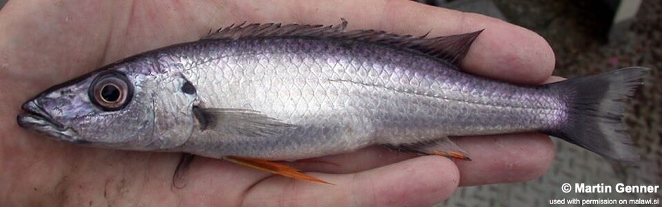 Rhamphochromis macrophthalmus 'South East Arm'<br><font color=gray>Rhamphochromis sp. 'longiceps grey-back' South East Arm</font>
