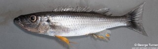 Rhamphochromis macrophthalmus.jpg