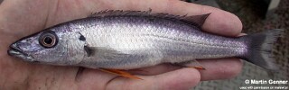 Rhamphochromis sp. 'longiceps grey-back' South East Arm.jpg
