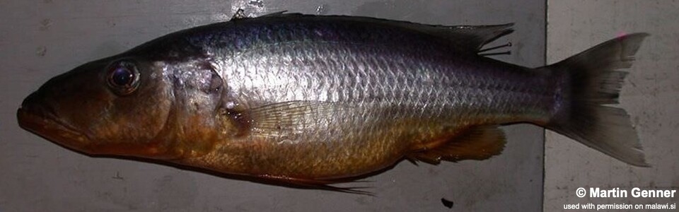 Rhamphochromis sp. 'longsnout' Nkhata Bay