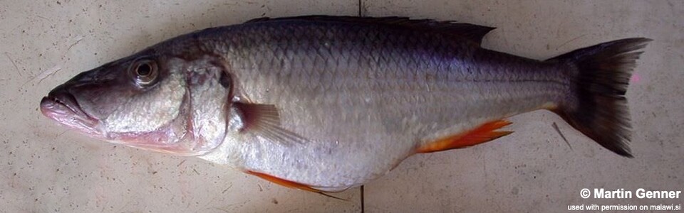 Rhamphochromis sp. 'longsnout' South East Arm