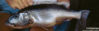 Rhamphochromis sp. 'nkhwazi' Makanjila Rocks.jpg