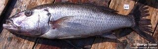 Rhamphochromis sp. 'nkhwazi'.jpg