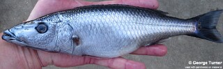 Rhamphochromis sp. &#39;grey&#39; Nkhata Bay