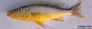 Rhamphochromis sp. &#39;longfin&#39; South East Arm Rhamphochromis sp. &#39;long-fin yellow&#39; South East Arm