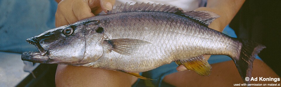 Rhamphochromis woodi 'Narungu'