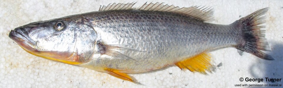 Rhamphochromis woodi 'South East Arm'