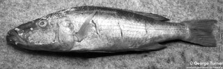 Rhamphochromis woodi.jpg