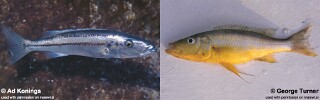 Rhamphochromis