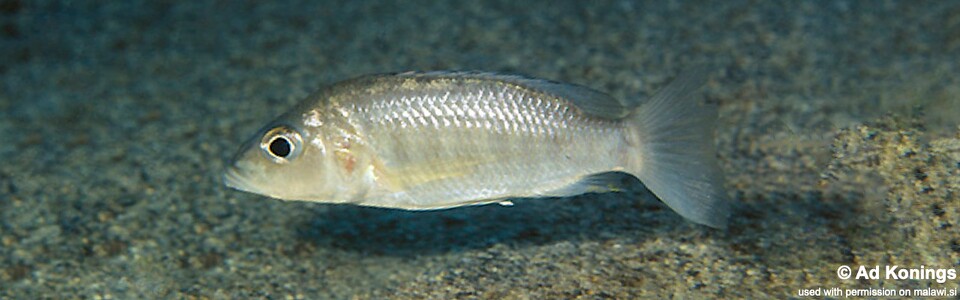 Sciaenochromis ahli 'Msisi'