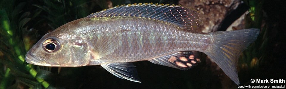 Sciaenochromis ahli (unknown locality)
