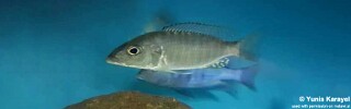 Sciaenochromis ahli 'Likoma Island'.jpg